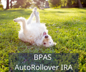 Dog rolling in grass